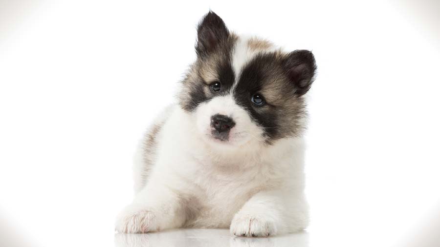 Thai Bangkaew Dog Puppy (Lying, Face)