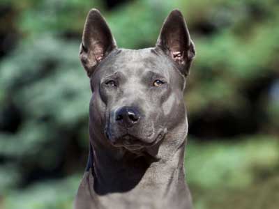 Thai Ridgeback