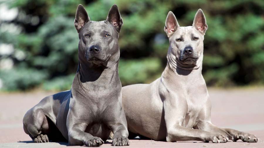 Thai Ridgeback (Lying, Face)