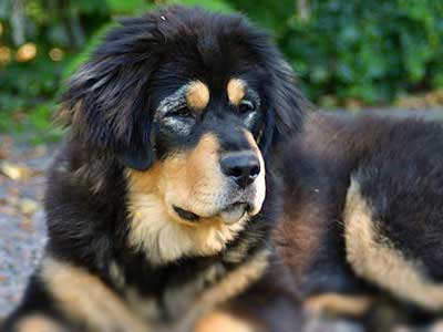 Tibetan Mastiff