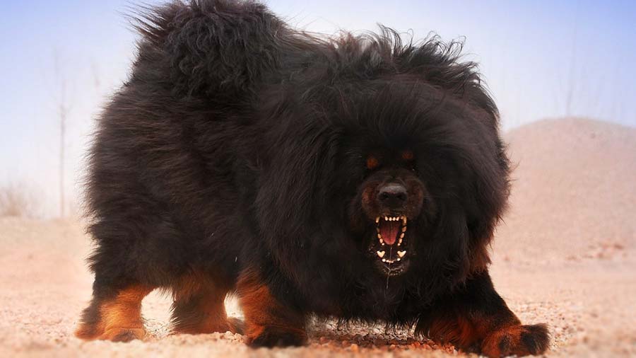 Tibetan Mastiff (Standing, Black & Tan)