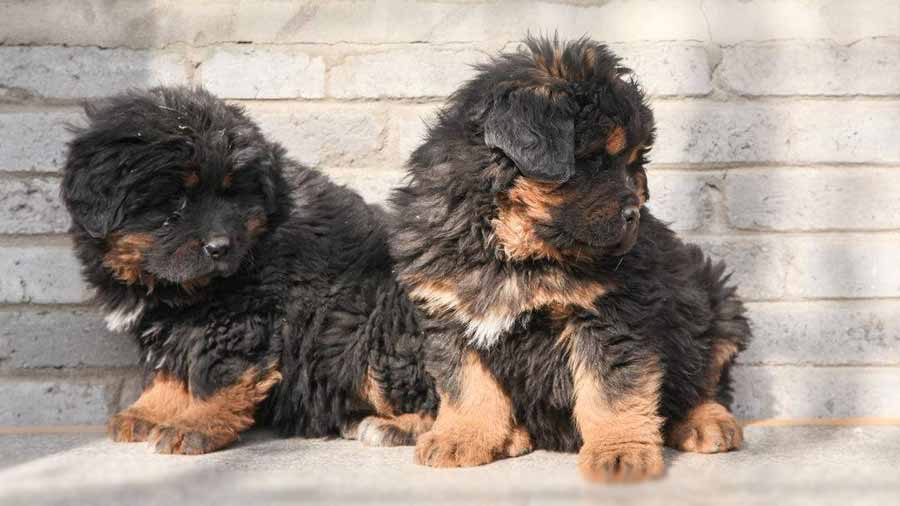 Tibetan Mastiff Puppy (Sitting, Black & Tan)