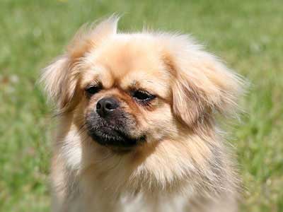 Tibetan Spaniel