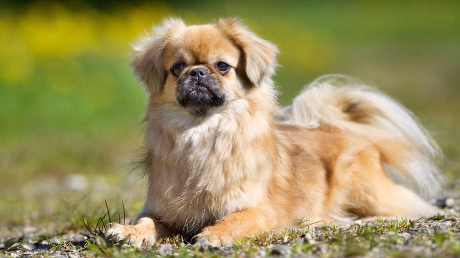 Tibetan Spaniel (Lying, Side View)