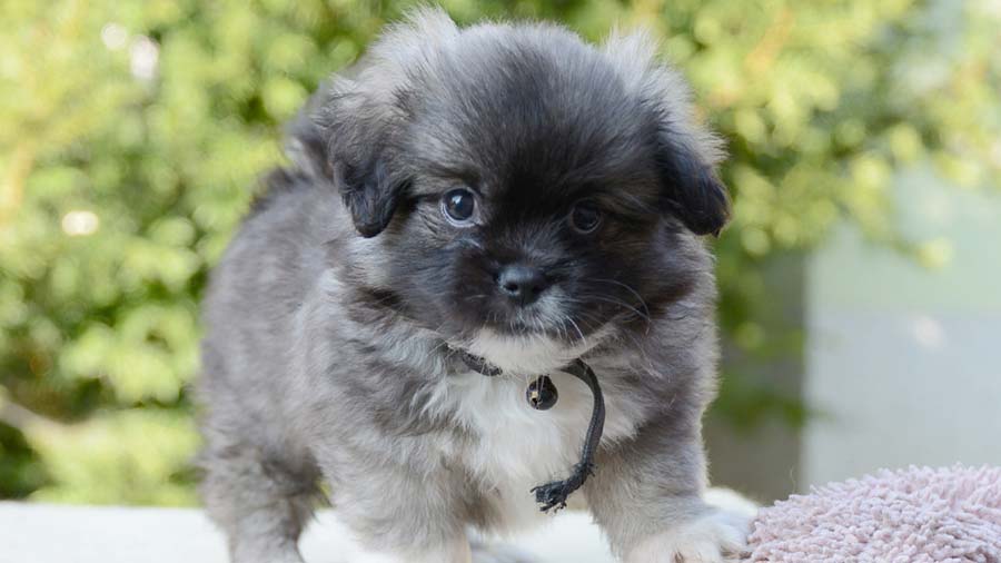 Tibetan Spaniel Puppy (Standing, Face)