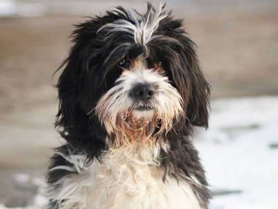 Tibetan Terrier