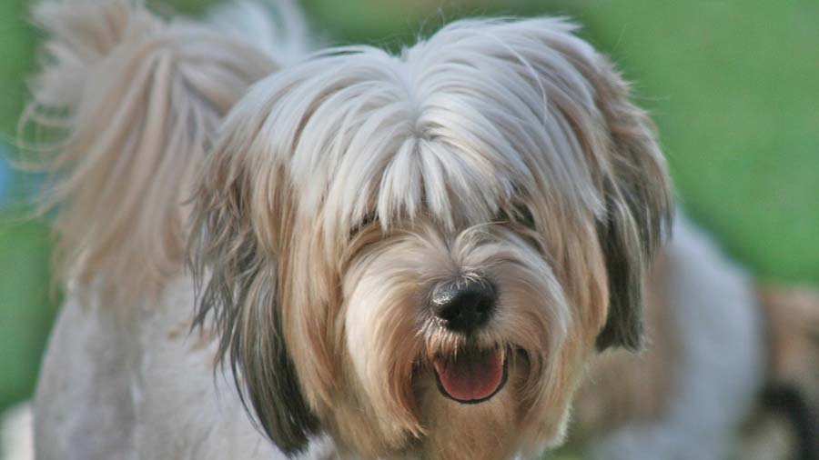 Tibetan Terrier (Face, Muzzle)