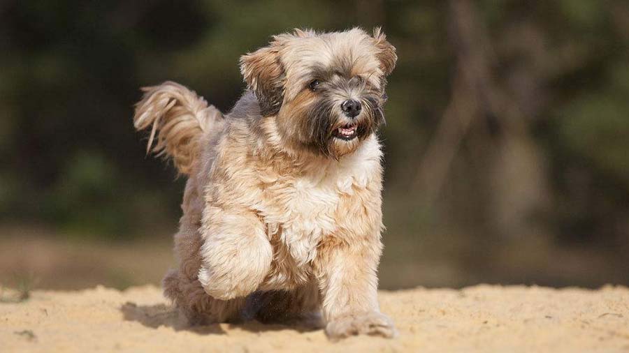 Tibetan Terrier Puppy (Standing, Face)