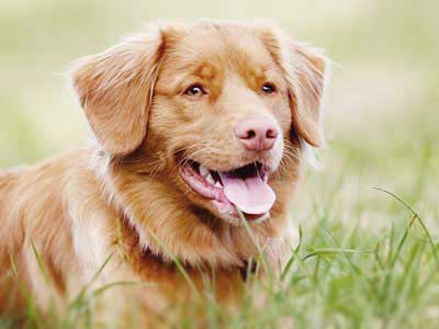 Nova Scotia Duck Tolling Retriever