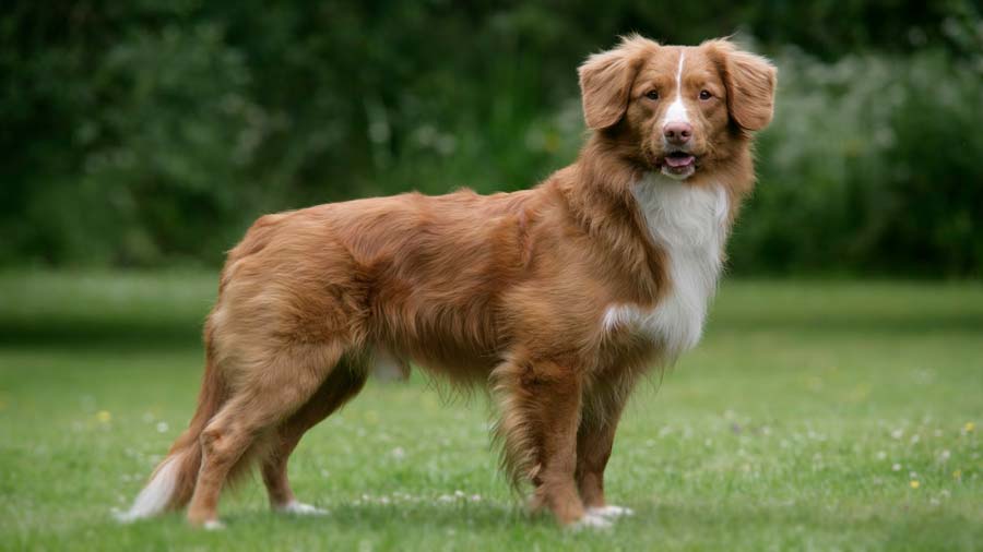 Nova Scotia Duck Tolling Retriever (Red Gold, Standing)