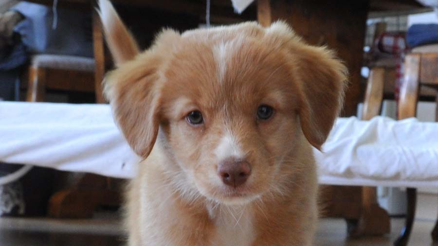 Nova Scotia Duck Tolling Retriever Puppy (Face, Muzzle)