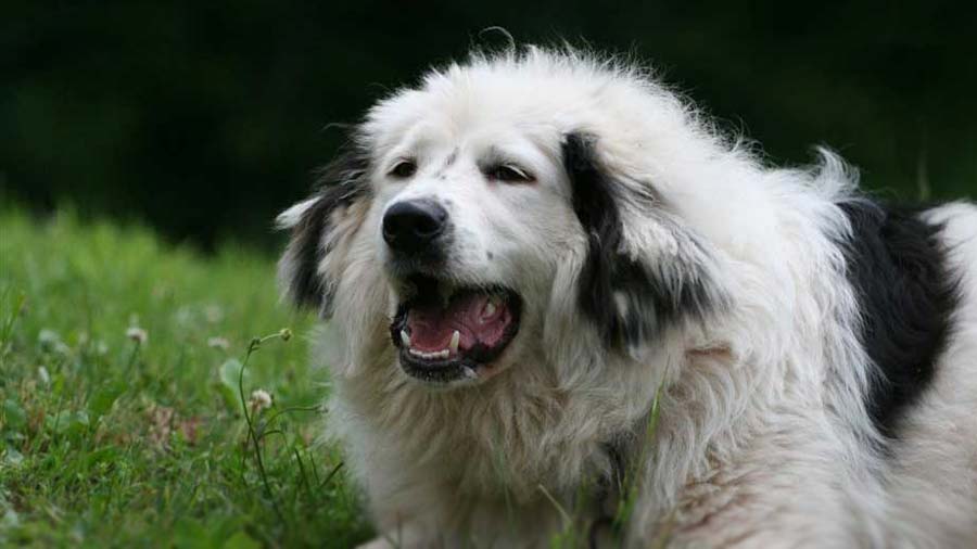 Tornjak (Black & White, Side View)