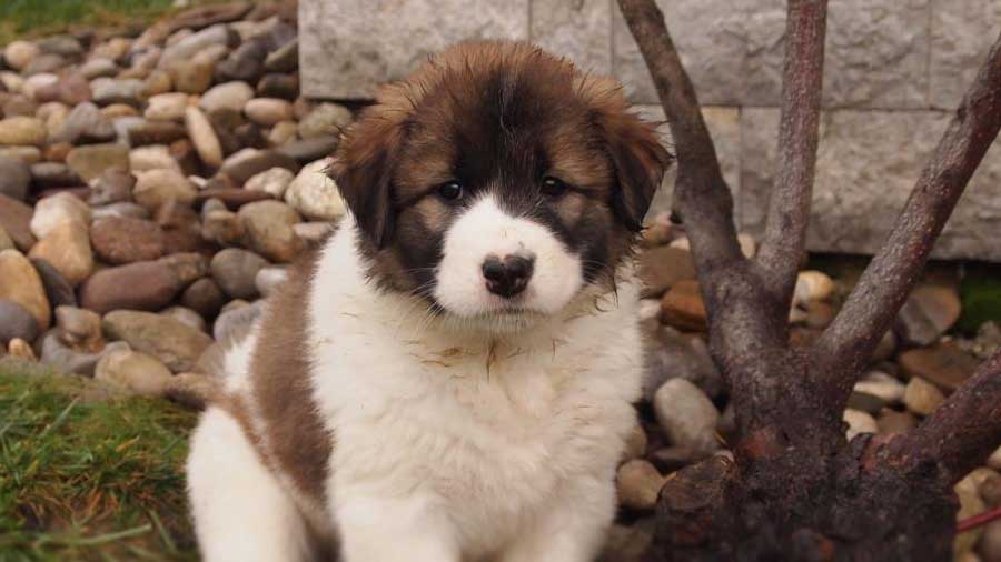 Tornjak Puppy (Brown & White, Face)