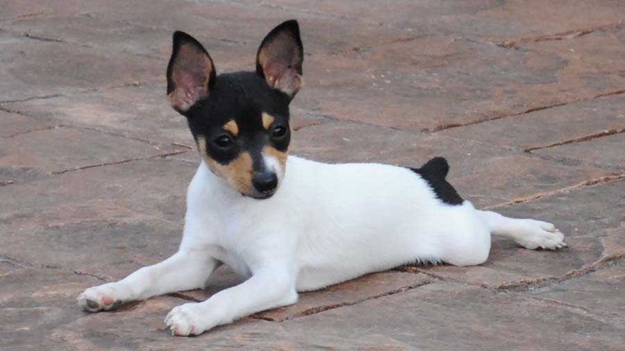 Toy Fox Terrier (White Black & Tan, Lying)