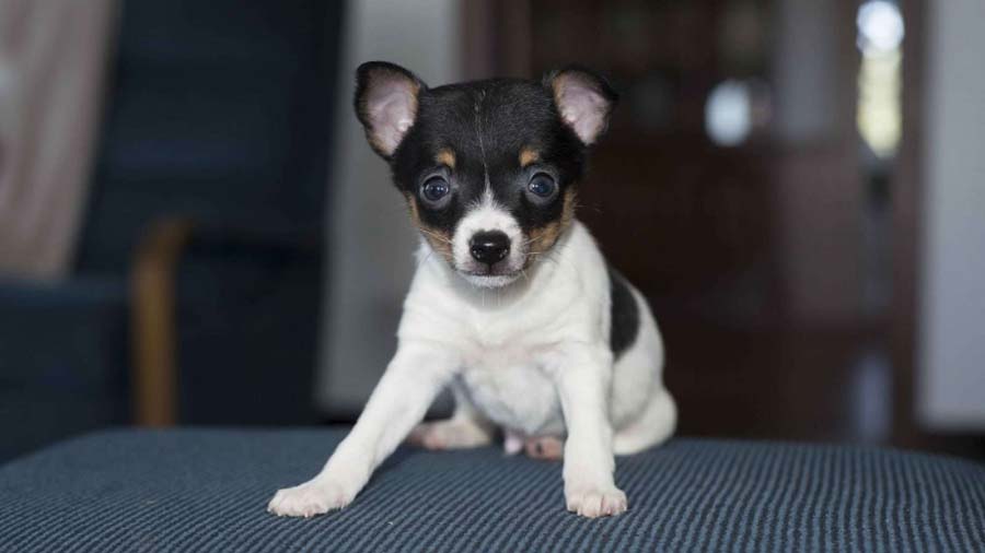 Toy Fox Terrier Puppy (White Black & Tan, Face)