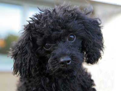 Toy Poodle