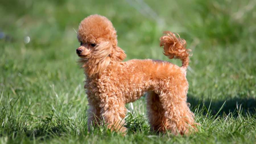 Toy Poodle (Standing, Side View)