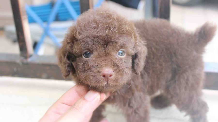 Toy Poodle Puppy (Face, Muzzle)