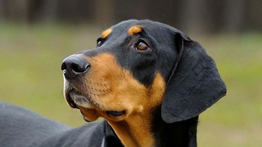 Transylvanian Hound (Black and Tan, Muzzle)