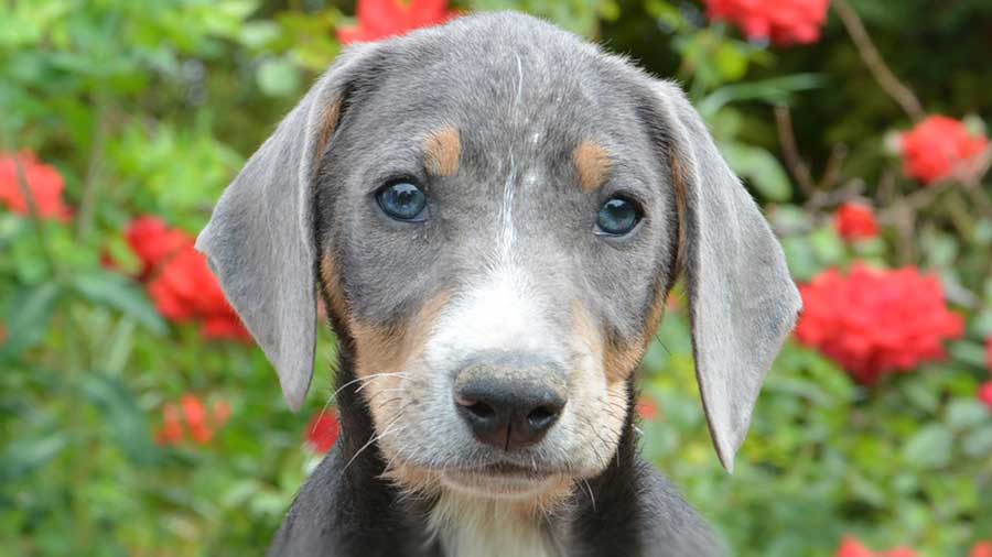 Transylvanian Hound Puppy (Black & Tan, Face)