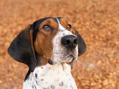 Treeing Walker Coonhound Price Temperament Life Span