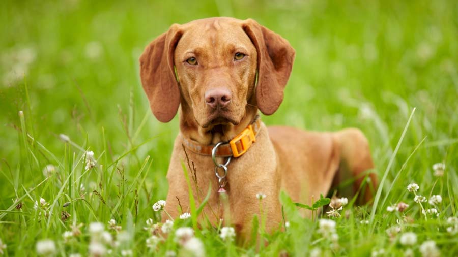 Vizsla (Sitting, Face)