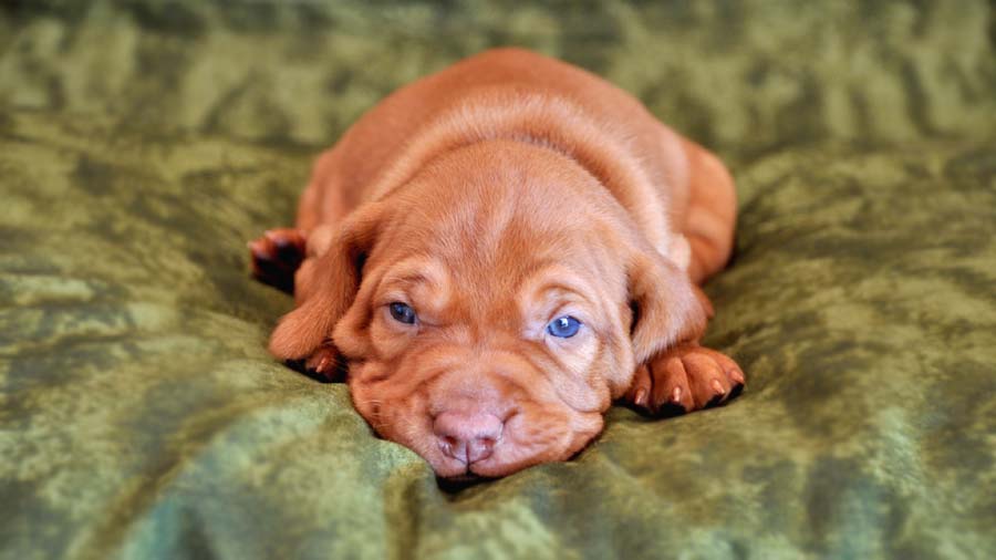 Vizsla Puppy (Lying, Face)