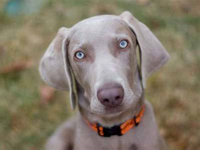 are weimaraners good guard dogs