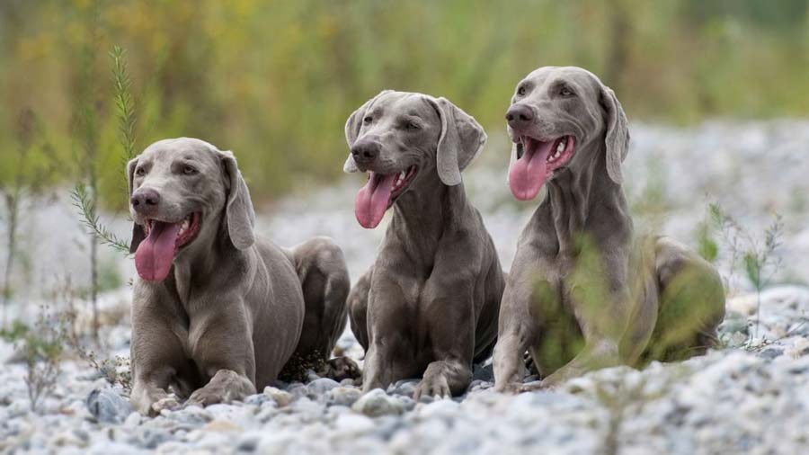 Weimaraner (Lying, Blue)