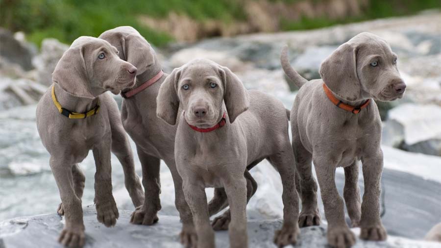 Weimaraner Puppy (Standing, Blue)