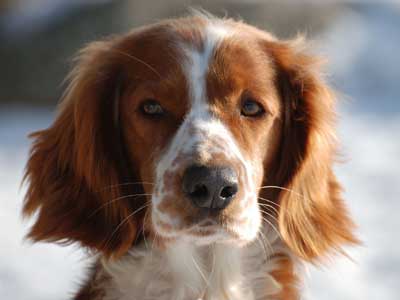 Welsh Springer Spaniel