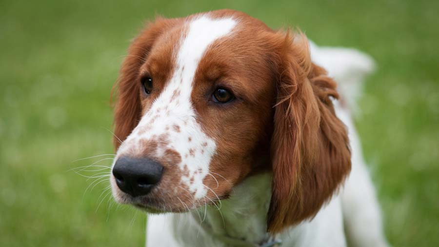 Welsh Springer Spaniel (Muzzle, Face)