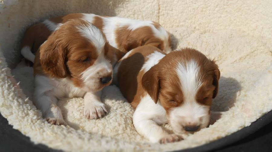 Welsh Springer Spaniel Puppy (Lying, Face)