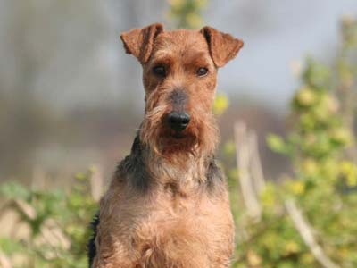 are welsh terriers friendly or dangerous to strangers