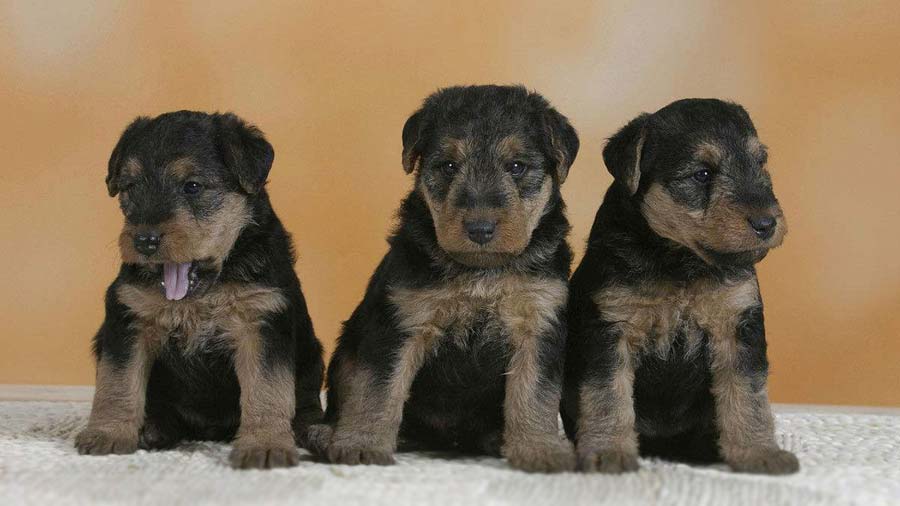 Welsh Terrier Puppy (Black & Tan, Sitting)