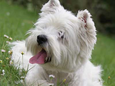 West Highland White Terrier Dog Breed Information