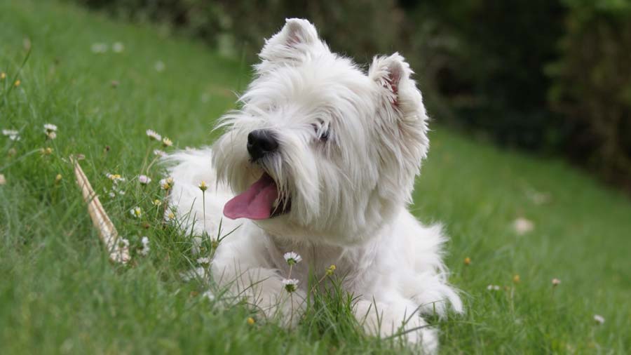 West Highland White Terrier (Lie, Muzzle)