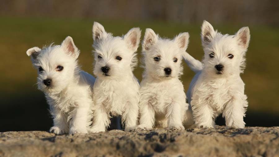 West Highland White Terrier Puppy (Standing, Face)
