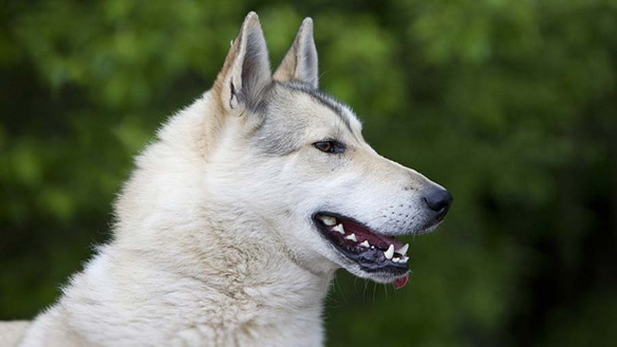 West Siberian Laika (Side View, Gray & White)