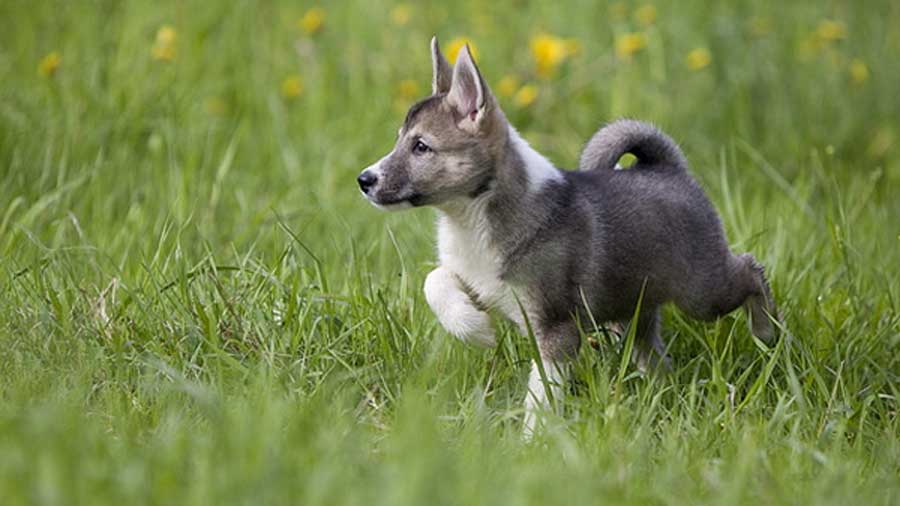 West Siberian Laika Puppy (Side View, Standing)
