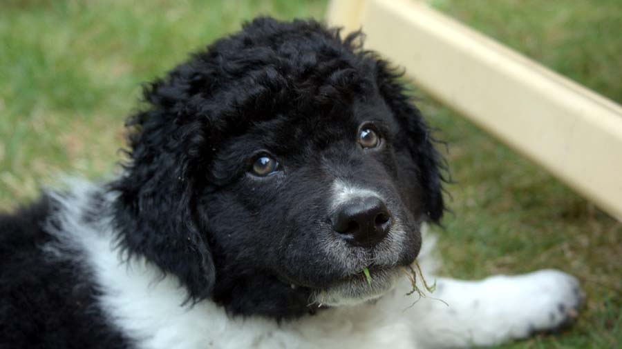 Wetterhoun Puppy (Black & White, Muzzle)