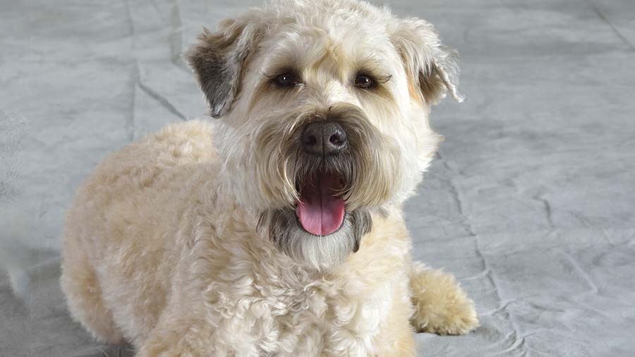 Soft Coated Wheaten Terrier (Lie, Face)