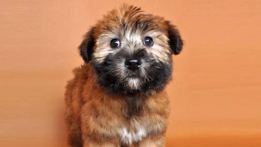 Soft Coated Wheaten Terrier Puppy (Standing, Face)