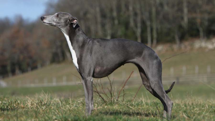 Whippet (Side View, Standing)