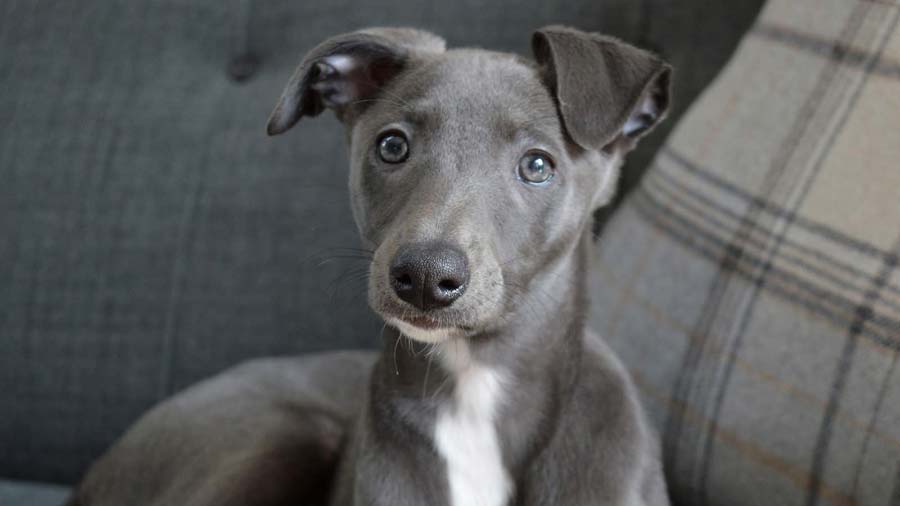 Miniature blue hot sale whippet