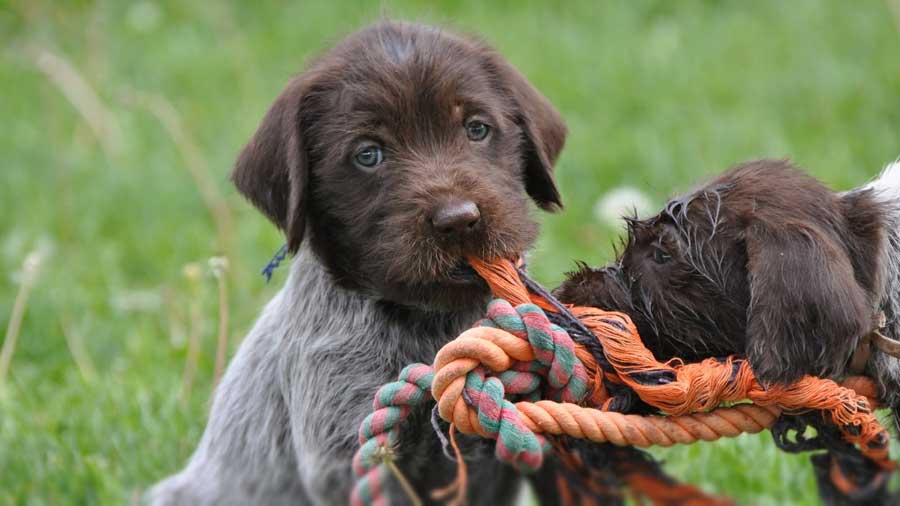 Wirehaired Pointing Griffon Puppy (Brown & Gray, Face)
