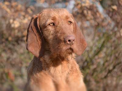 Wirehaired Vizsla