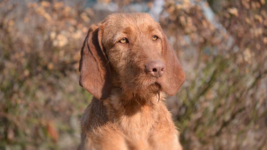 Wirehaired Vizsla (Muzzle, Face)