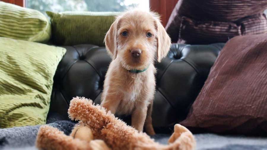 Wirehaired Vizsla Puppy (Muzzle, Face)
