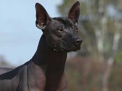 Xoloitzcuintli